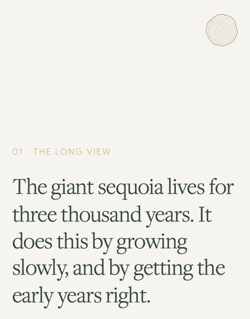 Sequoia Clinic carousel slide about the giant sequoia, on cream